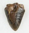 Great Tyrannosaurus rex (T-Rex) Tooth Tip #11915-1